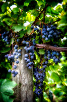 Grapes
