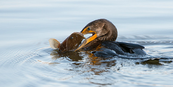 Cormorant