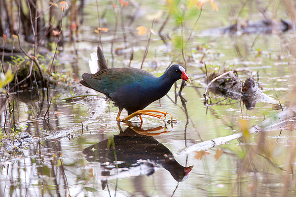 Purple Gallinule
