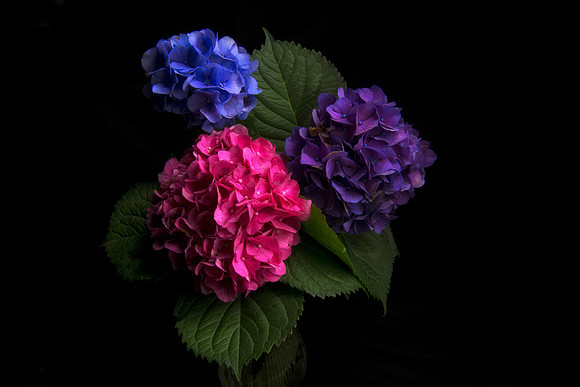 Hydrangea