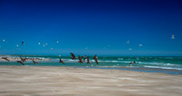 Pelicans on the Beach