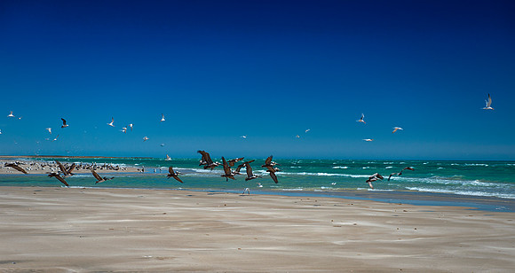 Pelicans on the Beach