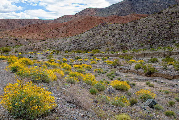 Desert in Bloom.. Death Valley, CA