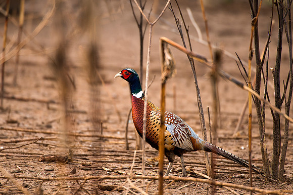 Ring Necked Pheasant -1