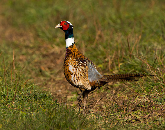Ring Necked Pheasant -2