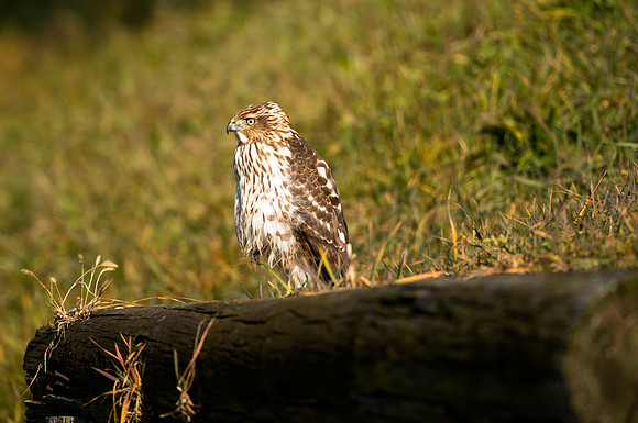 Cooper Hawk