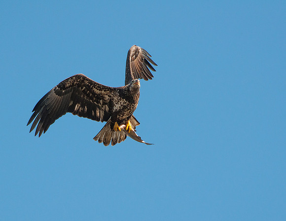 Eagles of Conowingo -4