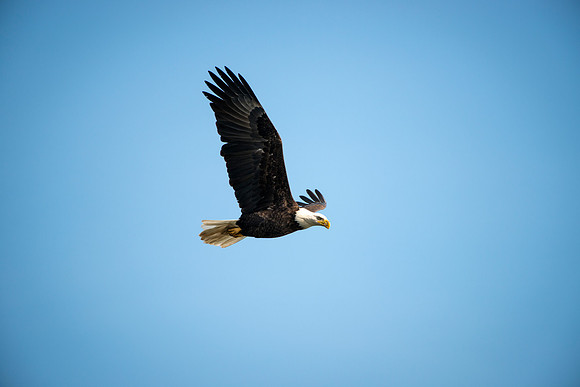 Eagles of Conowingo -5