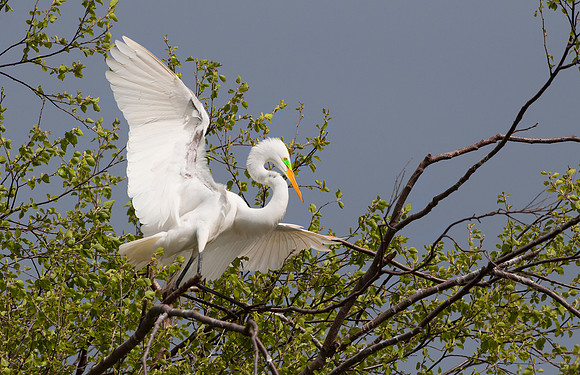Great White Egret
