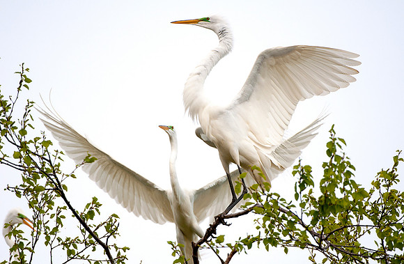 Great White Egret -2