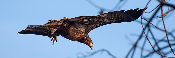 Eagles of Conowingo -2