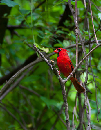 Cardinal