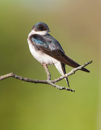 Tree Swallow