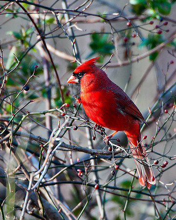 Cardinal -2
