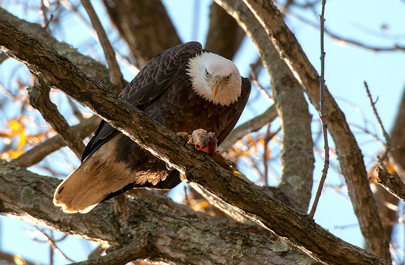 Eagles of Conowingo -1