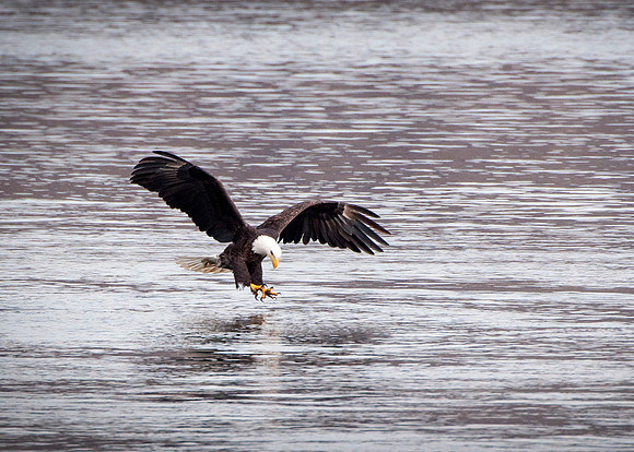 Eagles of Conowingo -3