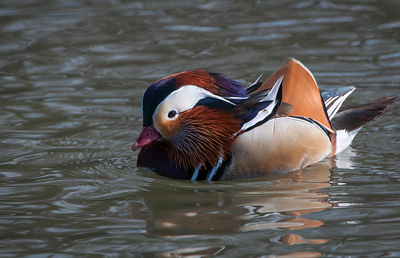 Mandarin Duck