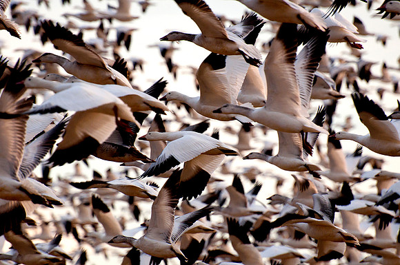 Snow Geese