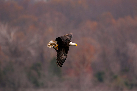 Eagles of Conowingo -6
