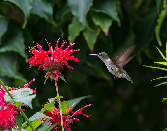 Hummingbird Don't Fly Away Fly Away