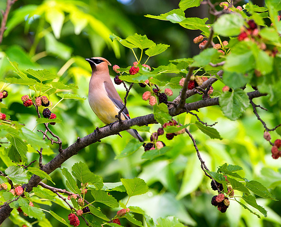 Cedar Waxwing