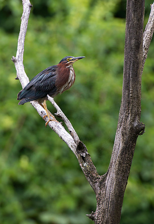 Little Green Heron