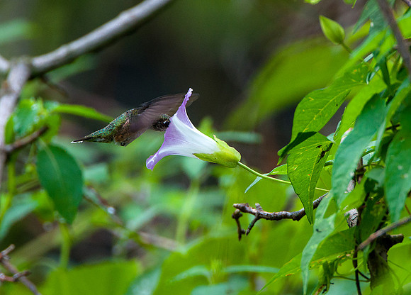 Humming Bird -1
