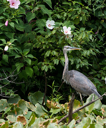 Great Blue Heron 2