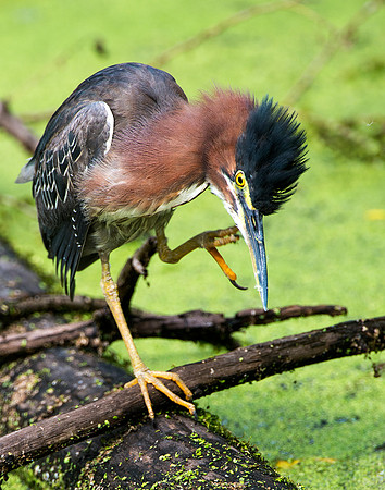 Bad Hair Day