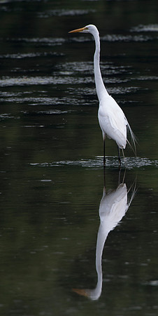 Great White Reflections