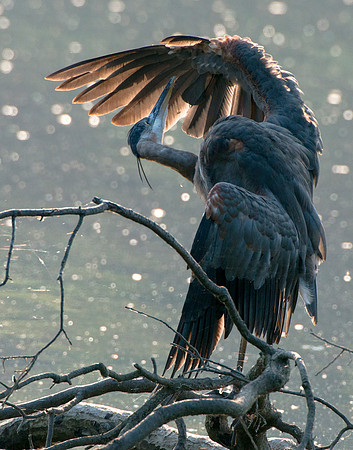 Great Blue