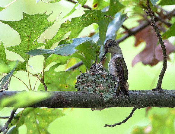Humming Bird Nest