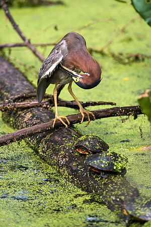 Little Green Heron