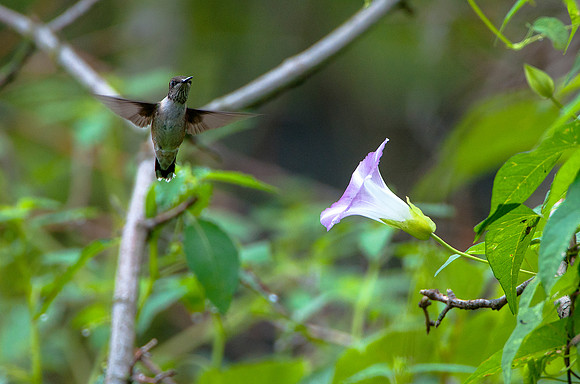 Humming Bird -3