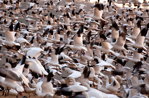 Snow Geese 1