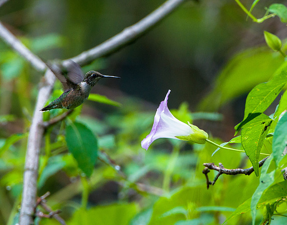 Humming Bird -2
