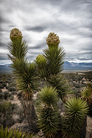 Somewhere in the Nevada Desert
