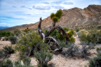 Somewhere in the Nevada Desert