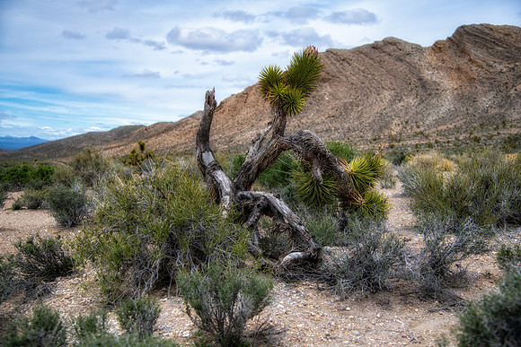 Somewhere in the Nevada Desert