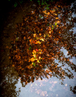Reflections