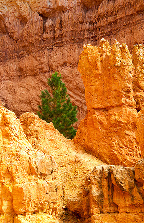 Bryce National Park