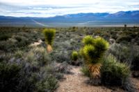 Somewhere in the Nevada Desert
