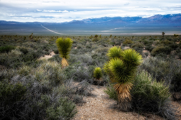 Somewhere in the Nevada Desert