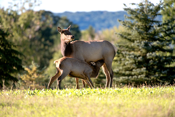 Mothers Love