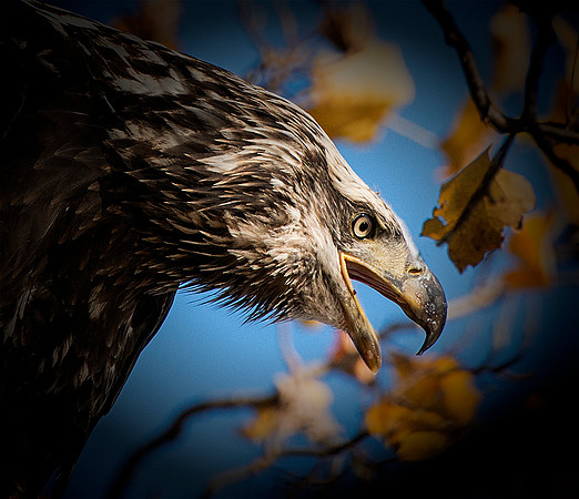 Angry Juvenile Bald Eagle