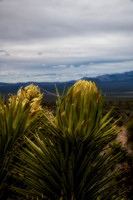 Somewhere in the Nevada Desert