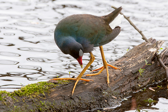 Purple Gallinule