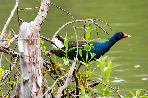Purple Gallinule