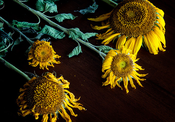 Final Curtain
