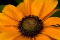 Flowers 2014-5-27